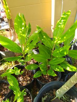 Fast Growing Shampoo Ginger Plant-Natural Treatment For Hair- Blooms Summer And Fall Full Sun Partial Shade Drought Tolerant