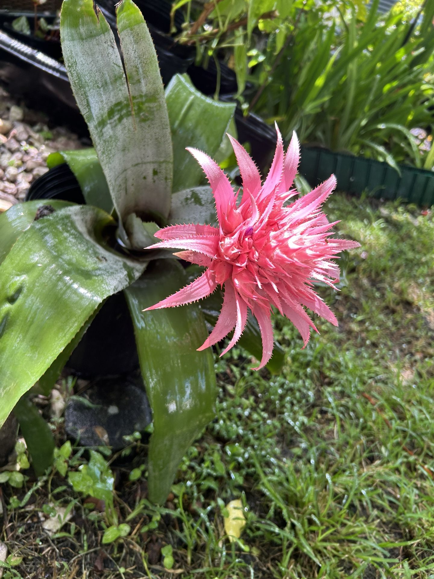 Plant