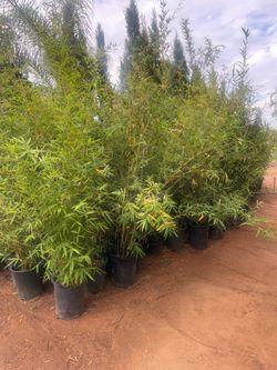 5 Gallon Size- Bamboo Plants- Approximately 4 - 6 Feet Tall