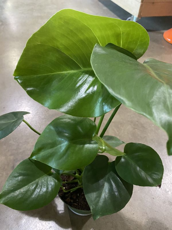 Monstera Deliciosa Plant for Sale in San Diego, CA OfferUp