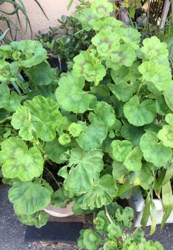 Geranium plant in pot decorative green with pink flowers