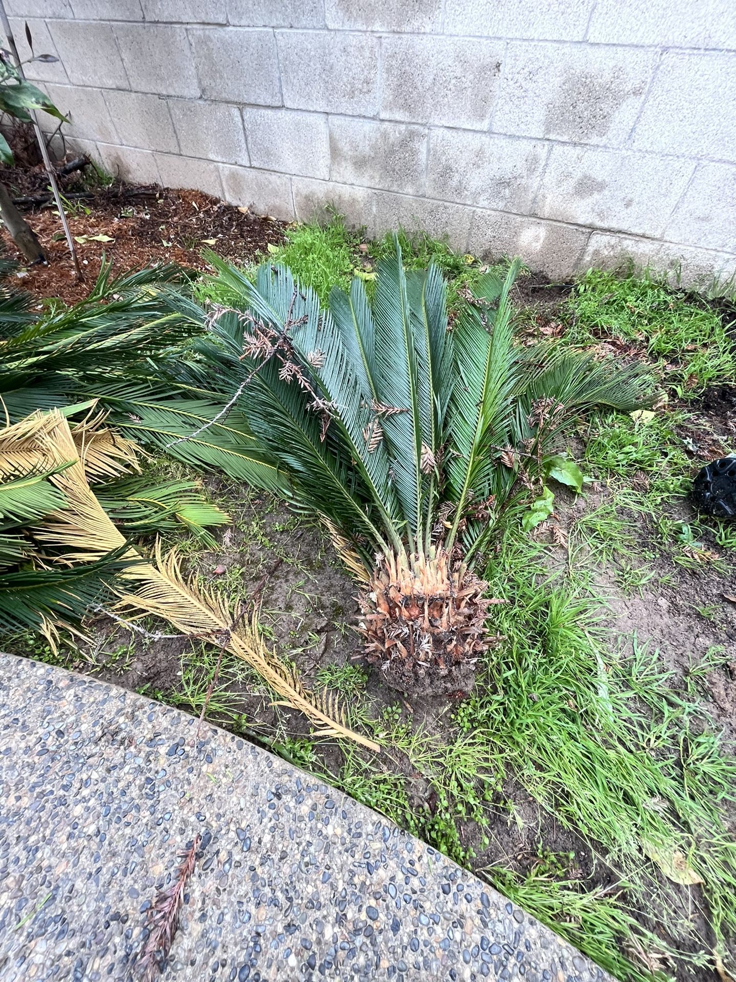 Sago Palm tree baby Pups $25