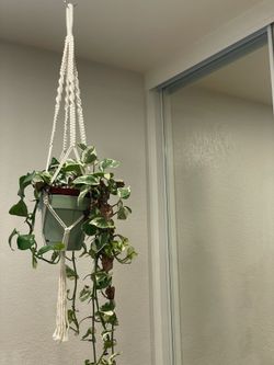 Crochet planter with plants