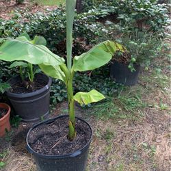 Plantas De Plátano Banana Plants 