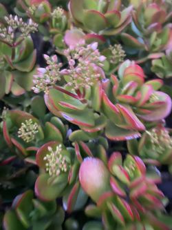 Jade Plant Trimmings