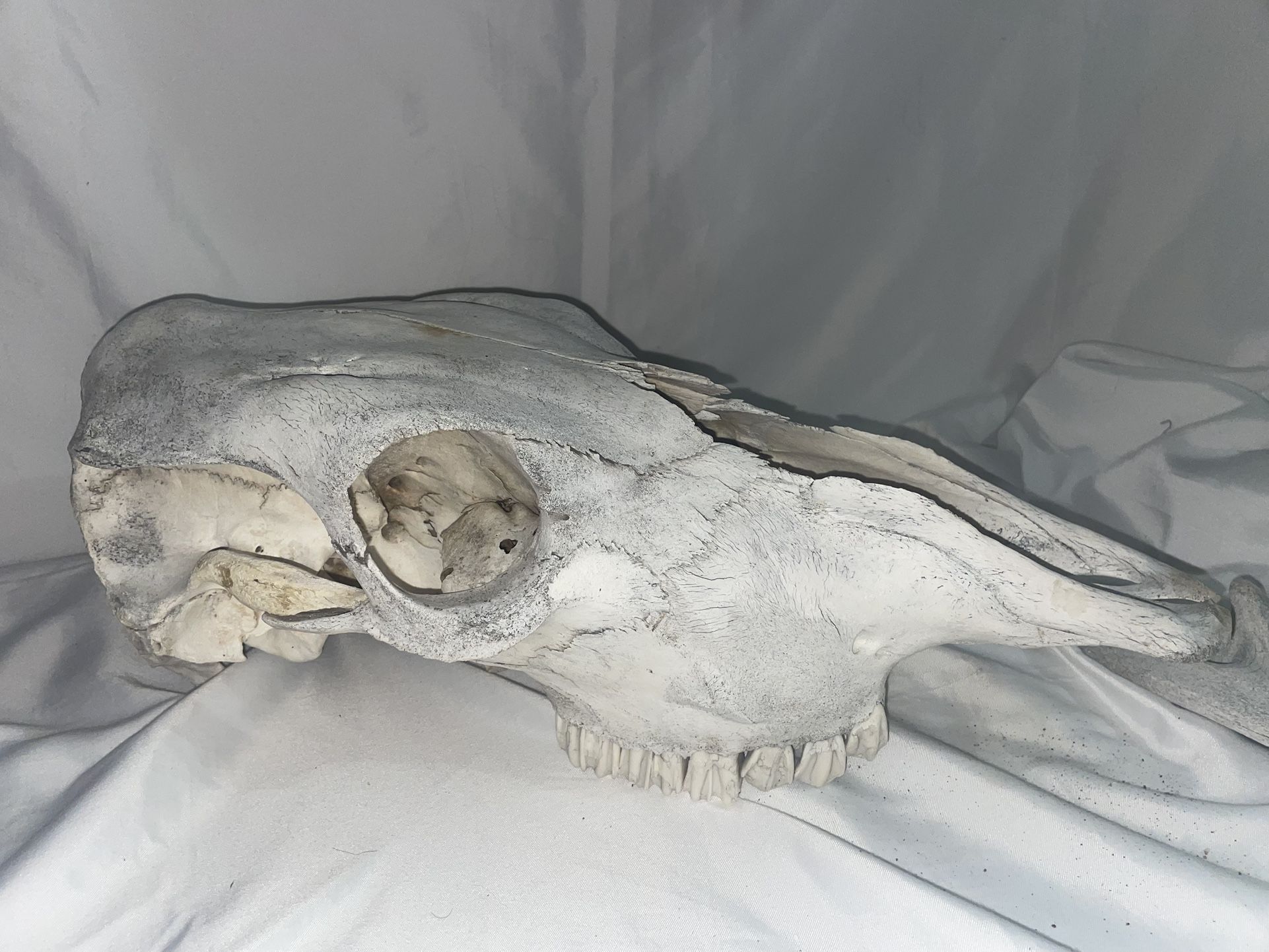 Cow Skull