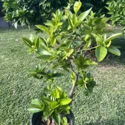 Blood (Moro)  Orange