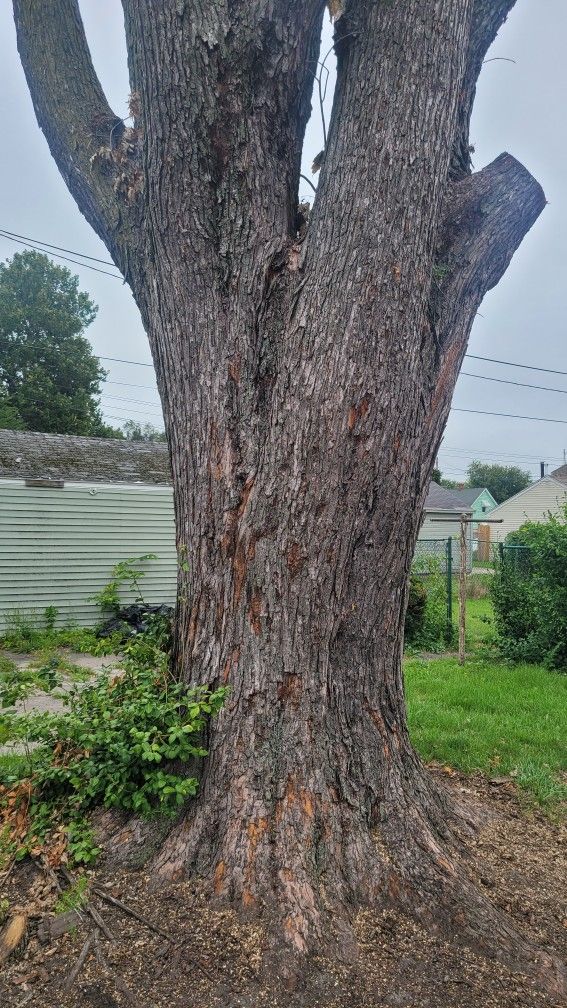 HUGE MAPLE TREE TRUNK *** FREE ***