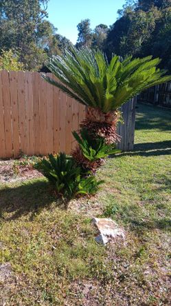 3 Mature Sago Palm Trees