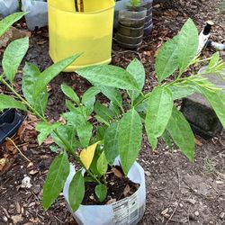 Night Blooming Jasmine Plant 