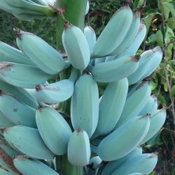 Ice Cream Bananna Blue Java