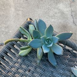 Fresh succulent