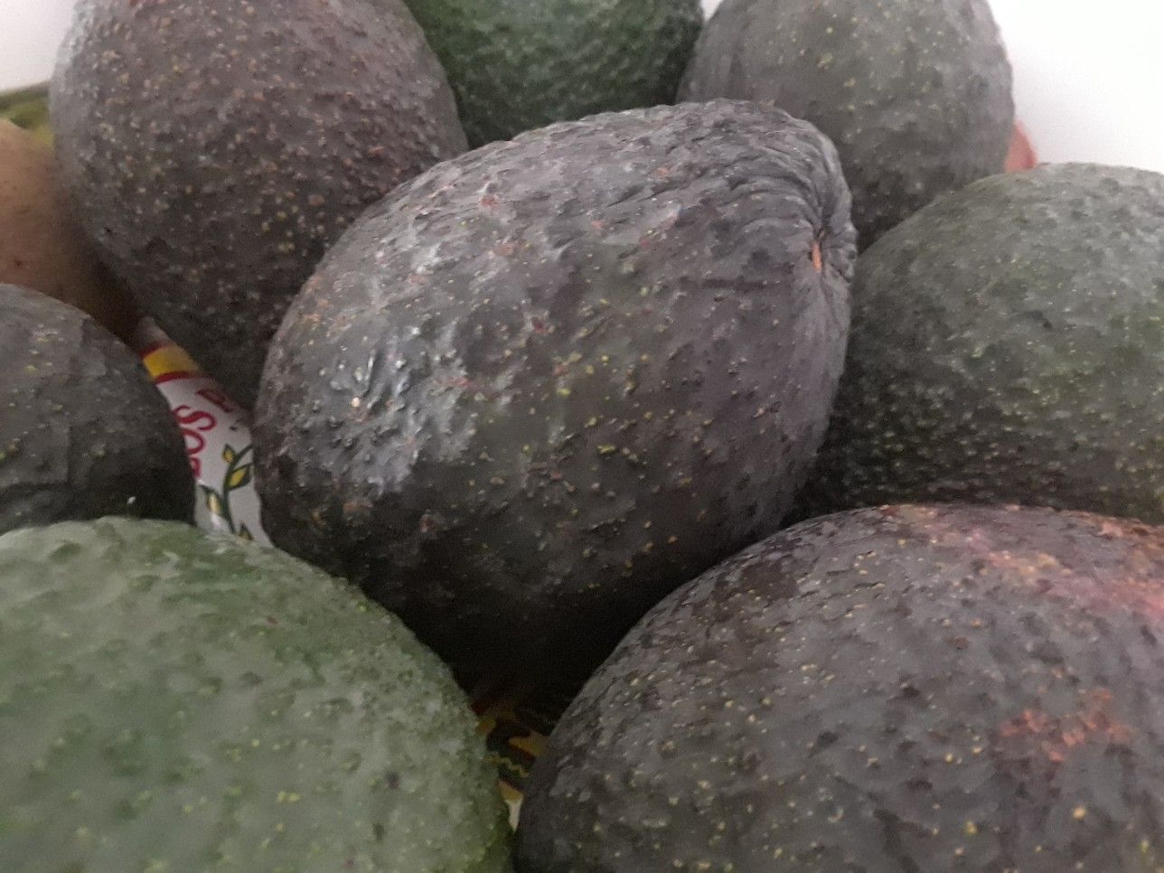 Fresh California avocados