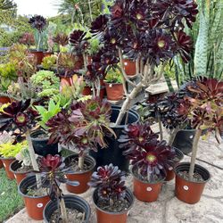 Aeonium Succulents Plants