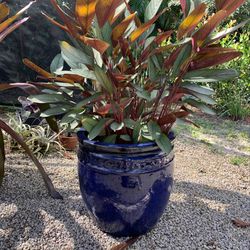 Glazed Ceramic Pot Planters Many Sizes Available 