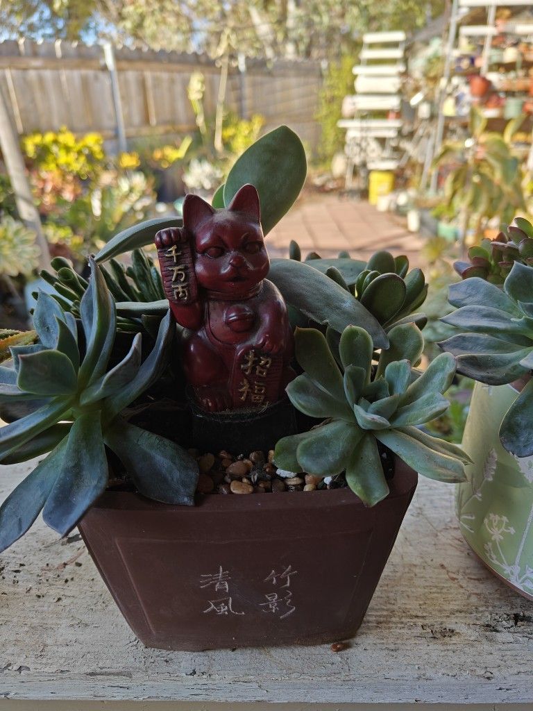 Beautiful Succulents Arrangements 