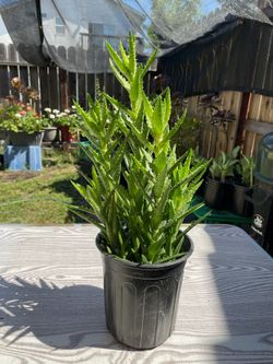 Plant #3