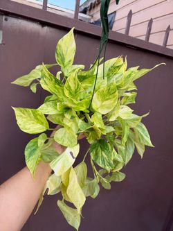 6” neon queen pothos