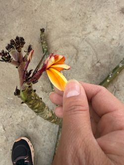 Cutting plumeria
