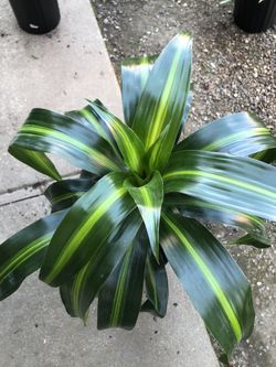 Dracaena Plant 34 Inches Tall . In 2 Gallon Pot