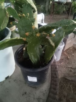 Large Blooming Prickly Pear Cactus in Pot – Rare Variety, Actively Flowering! ¡Gran Cactus Nopal
