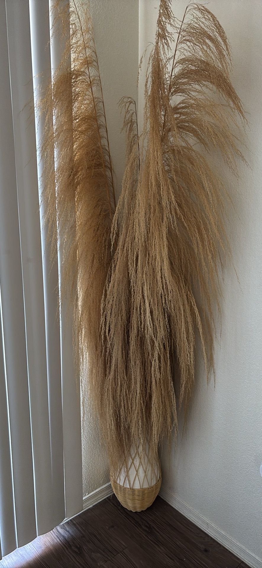 Pampas plant
