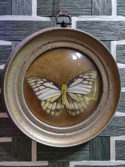 Vintage Butterfly Display