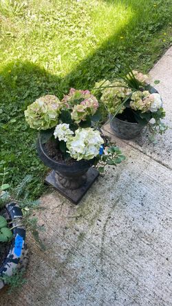 Plants sale