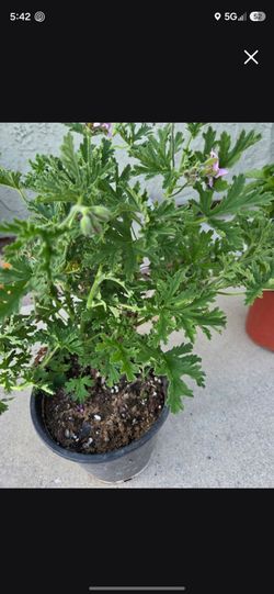 Citronella