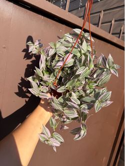 6” tradescantia Lavander