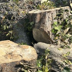 Free Wood