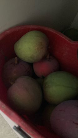 Mangos 🥭