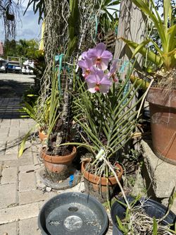 Blooming Ascosenda Orchid 