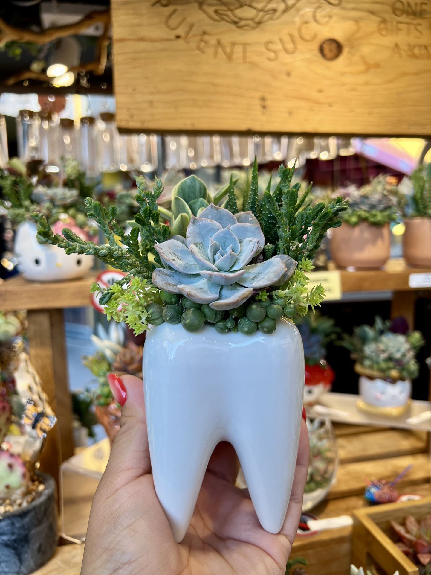 Tooth Succulent Arrangement