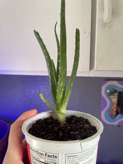 Aloe Vera