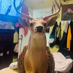 Cabeza de venado disecada