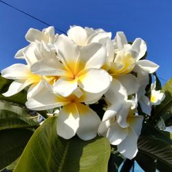 Plumeria Plant 10 Gallons Pot Bluming