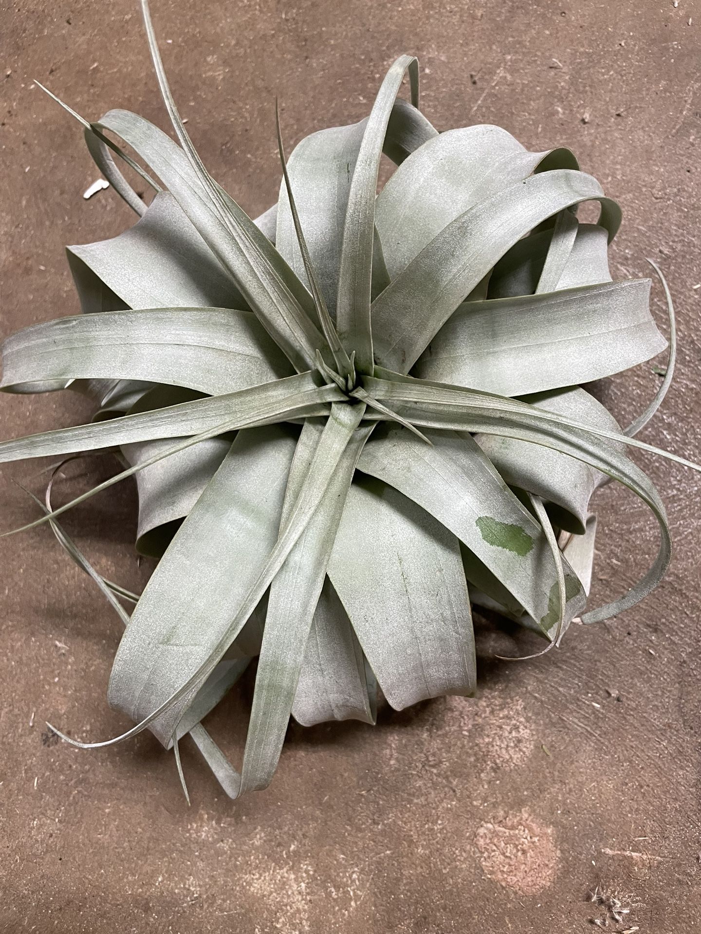 Tillandsia Xerographica AirPlant