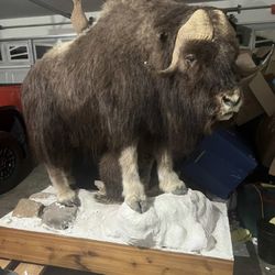 Muskox lifesize taxidermy