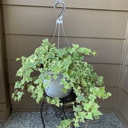 Live Golden Child Ivy Hereda Helix Plant in a Hanging Basket