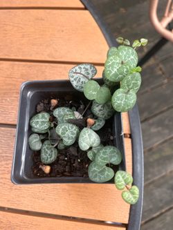 String of hearts plant