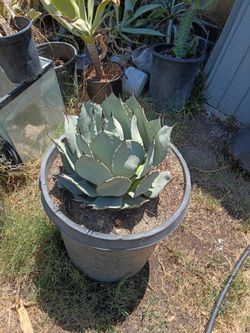 And blue artichoke Adobe print