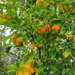 Sour Orange Tree