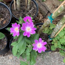 Rose Cactus Plant 