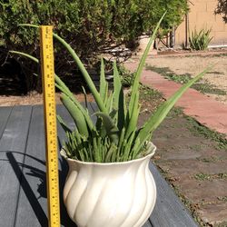 Aloe Vera Plant With Pot 