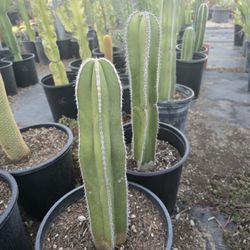 Mexican Post Cactus 
