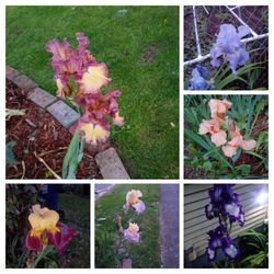 Heirloom rare colored bearded iris tall and short