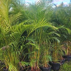 Beautiful Arecas Palms For Inmediate Privacy!!! 6 Feet Tall! Fertilized 