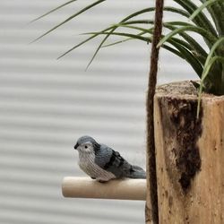 Small Hanging Planters With Airplants 