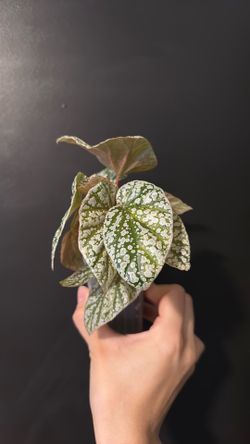 Begonia snow capped